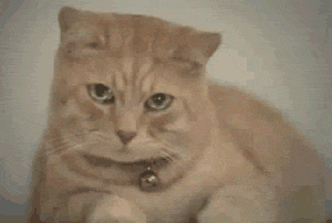 640_wx_fmt=gif&tp=webp&wxfrom=5&wx_lazy=1.gif